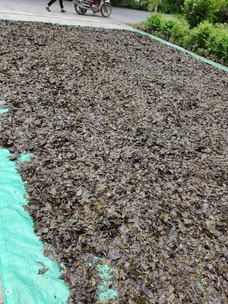 小苦丁茶老叶片，毛冬青