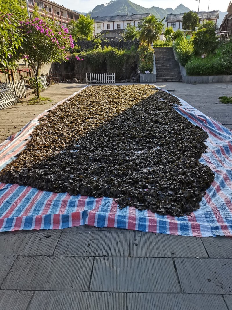 小苦丁茶老叶片，毛冬青