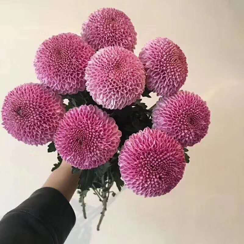 现货秒发菊花苗乒乓球菊夏菊金丝黄菊苗欢迎预定