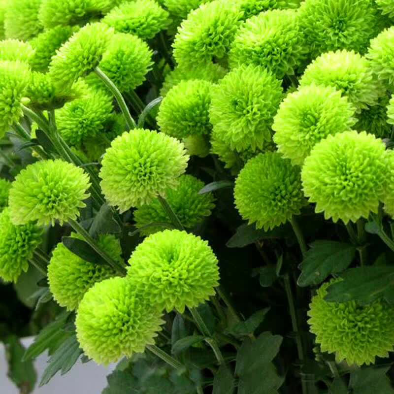 现货秒发菊花苗乒乓球菊夏菊金丝黄菊苗欢迎预定