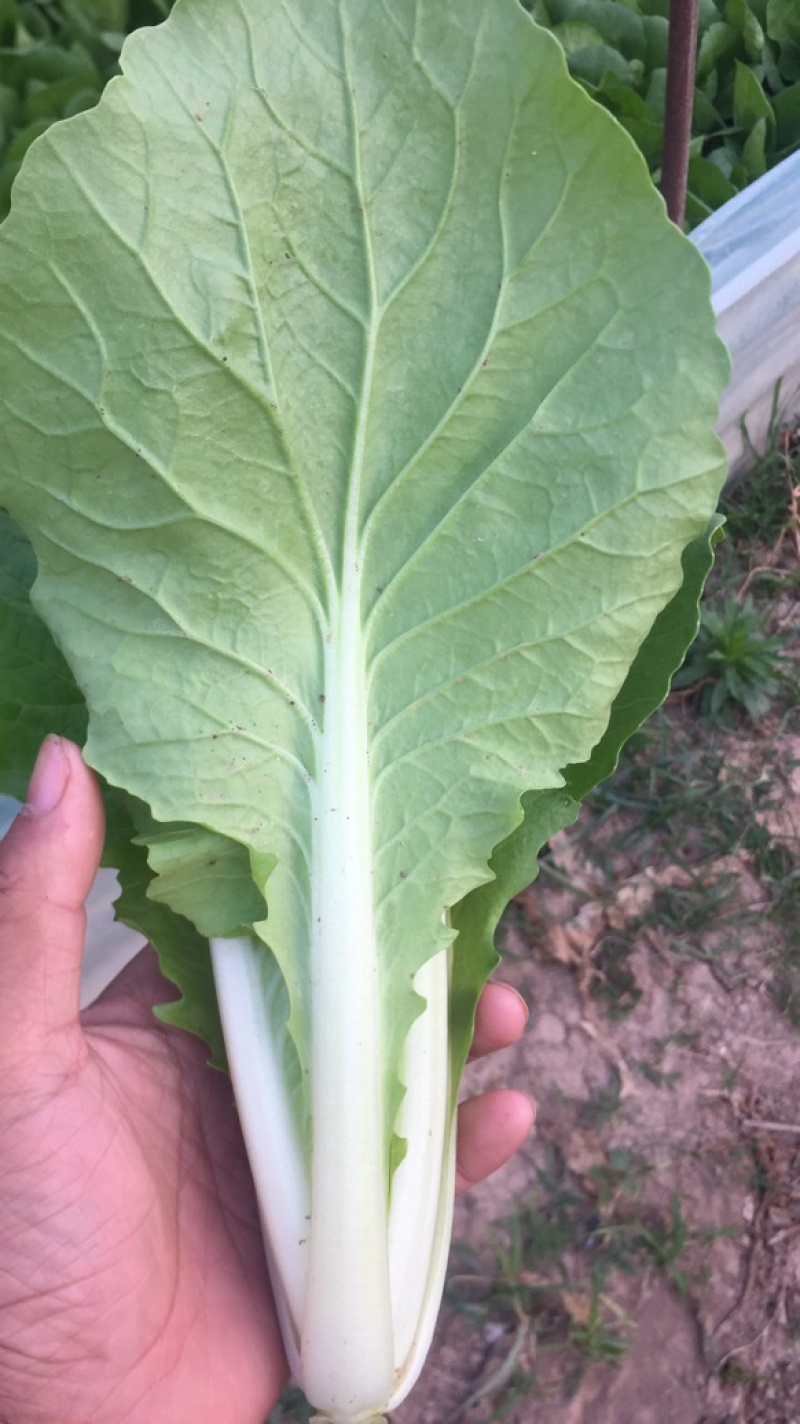 曹县基地直供常年有货精品小白菜快菜新鲜蔬菜