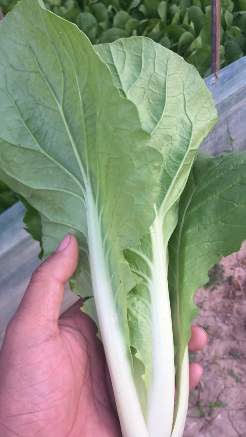 曹县基地直供常年有货精品小白菜快菜新鲜蔬菜