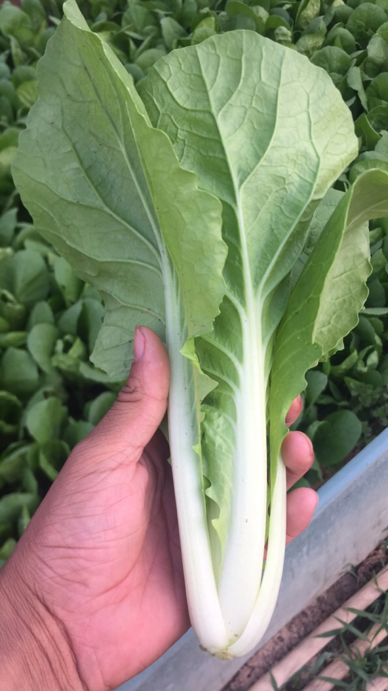 曹县基地直供常年有货精品小白菜快菜新鲜蔬菜