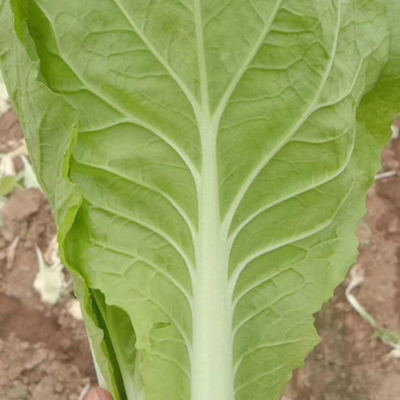 曹县基地直供常年有货精品小白菜快菜新鲜蔬菜