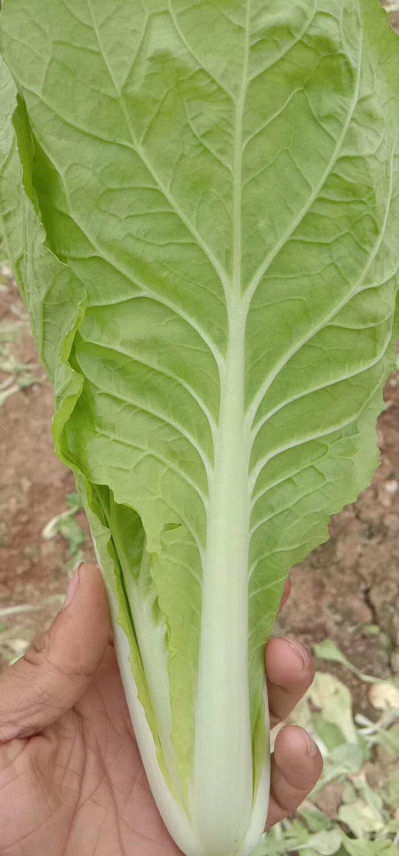 曹县基地直供常年有货精品小白菜快菜新鲜蔬菜