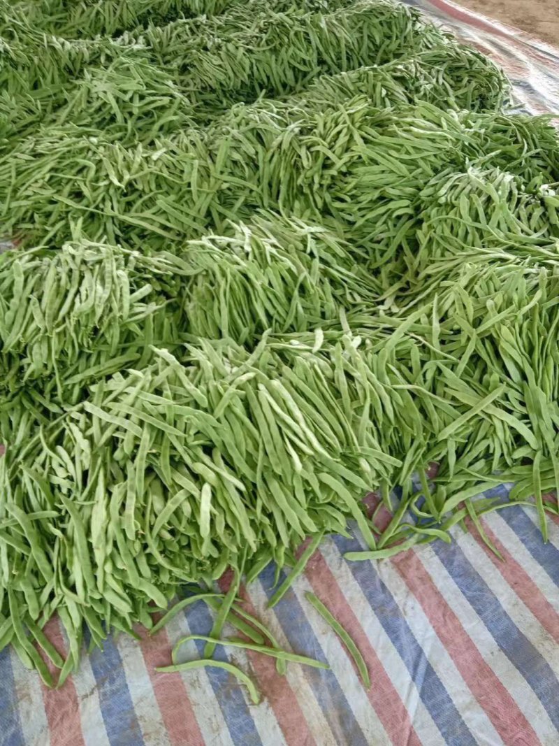 山西应县绿色无公害蔬菜板玉龙