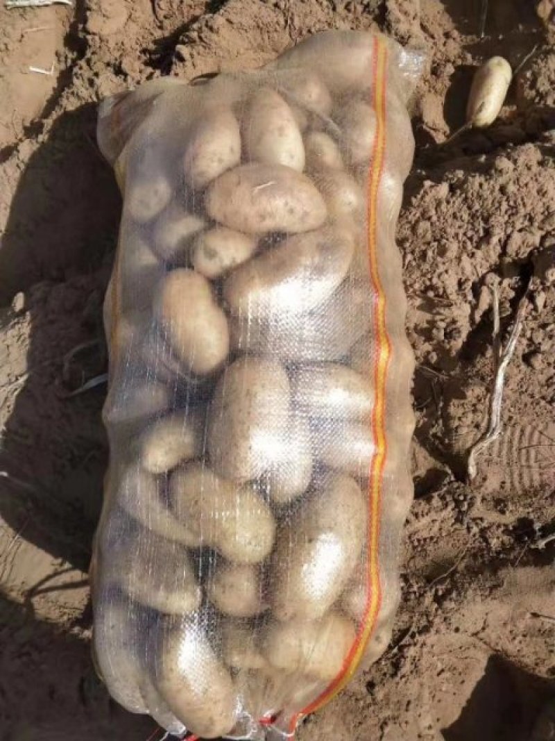 定边西森土豆，产地直供，量大从优，欢迎选购