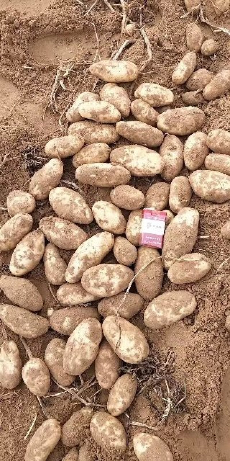 定边西森土豆，产地直供，量大从优，欢迎选购