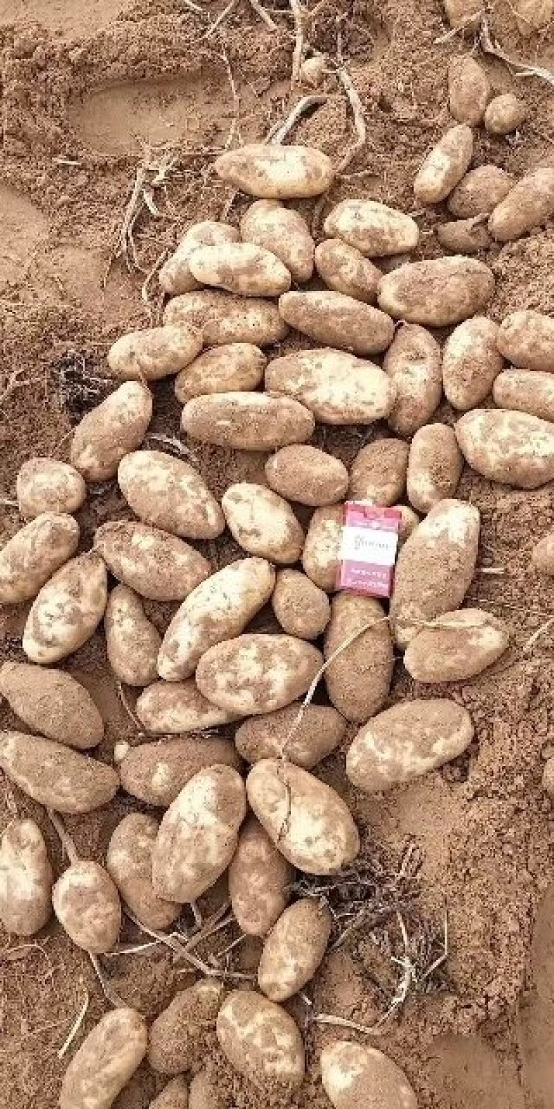 定边西森土豆，产地直供，量大从优，欢迎选购