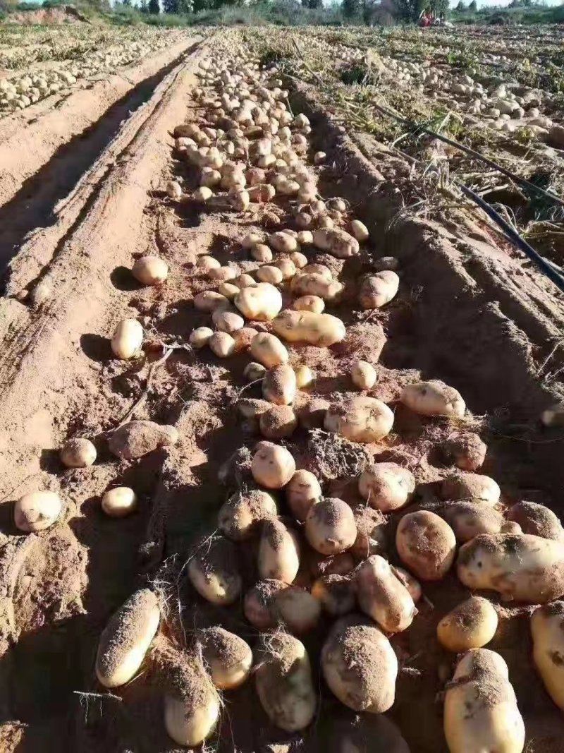 定边西森土豆，产地直供，量大从优，欢迎选购