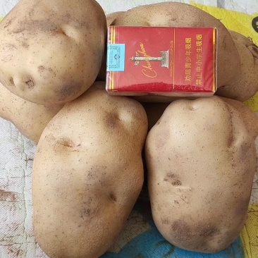 定边西森土豆，产地直供，量大从优，欢迎选购