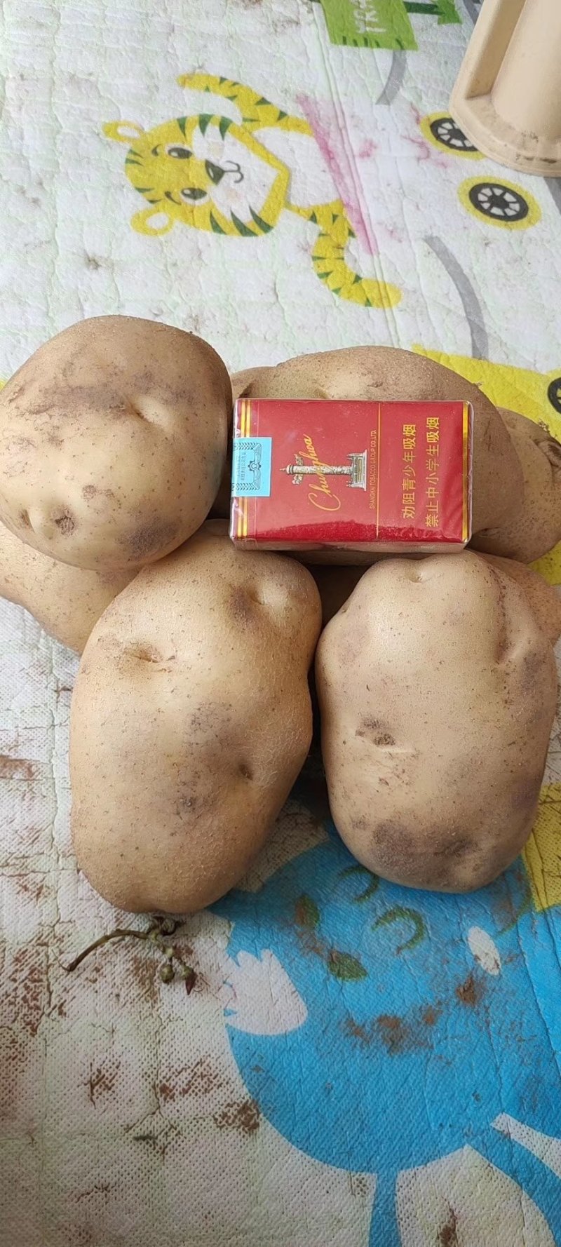 定边西森土豆，产地直供，量大从优，欢迎选购