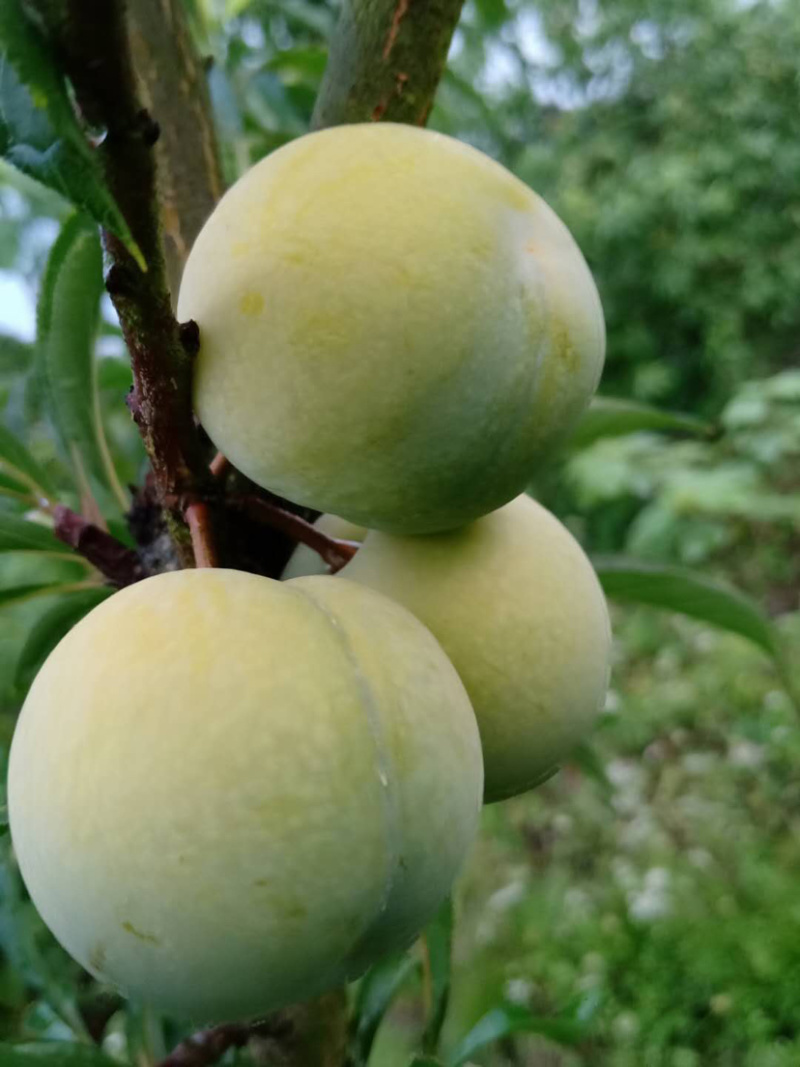 蜂糖李