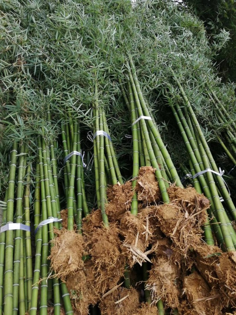 雷竹一手货源，批发处理，支持视频和现场看货