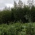 雷竹一手货源，批发处理，支持视频和现场看货