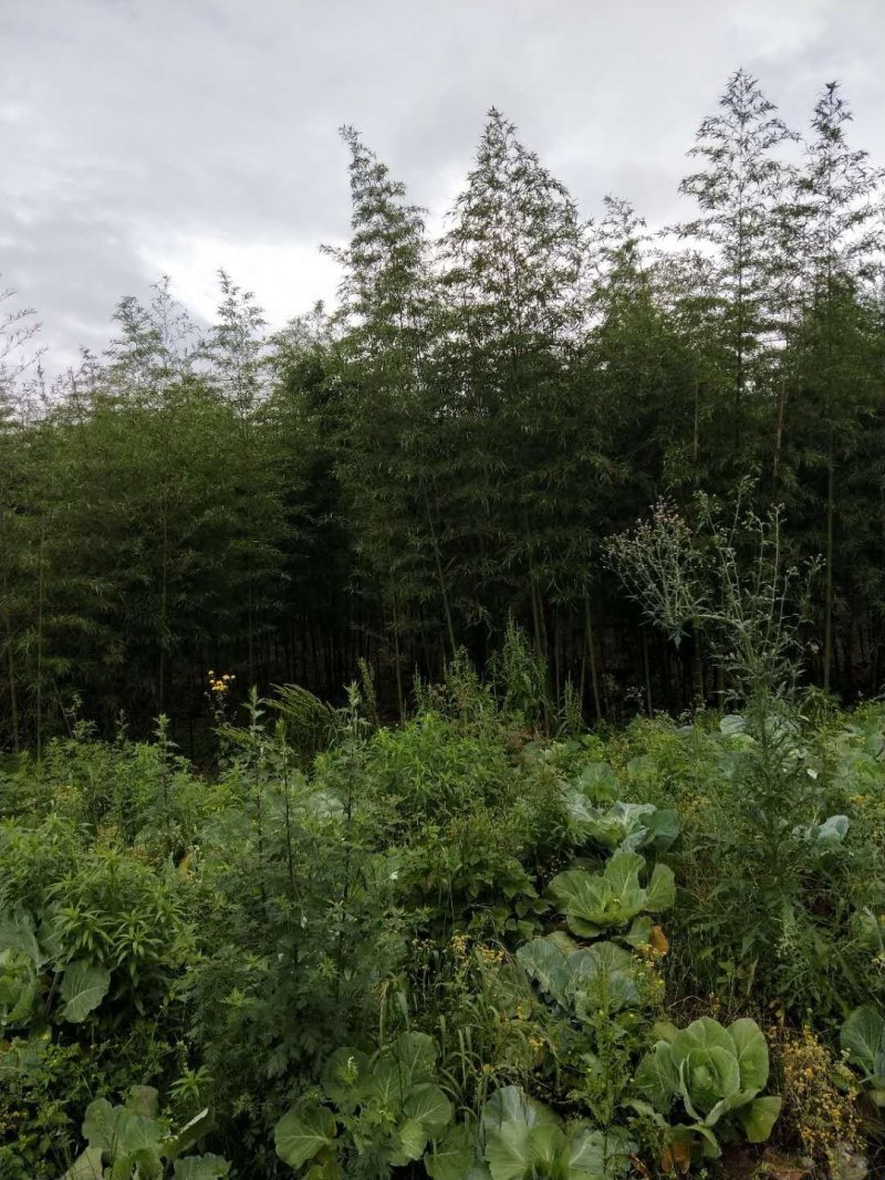 雷竹一手货源，批发处理，支持视频和现场看货