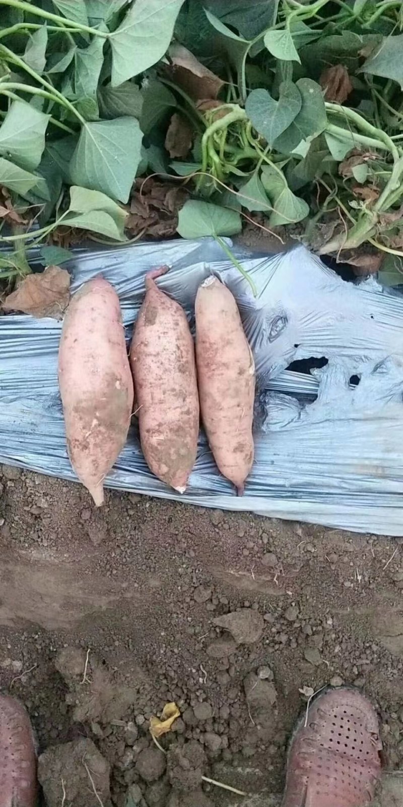 开封红薯龙薯九号大量现货保质保量欢迎选购