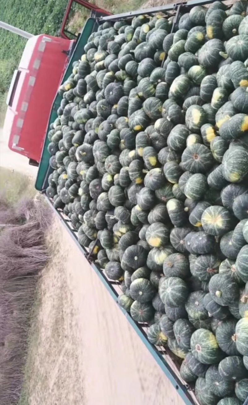 定边南瓜，基地直发，优质货源，欢迎大量采购