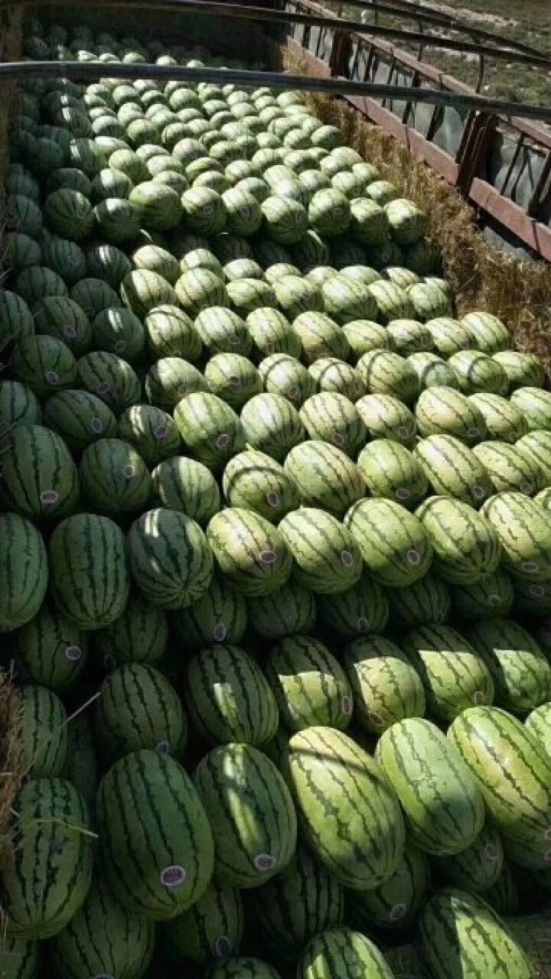 定边金花一号，精品西瓜产地直发，品相优质，量大从优