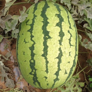 定边金花一号，精品西瓜产地直发，品相优质，量大从优