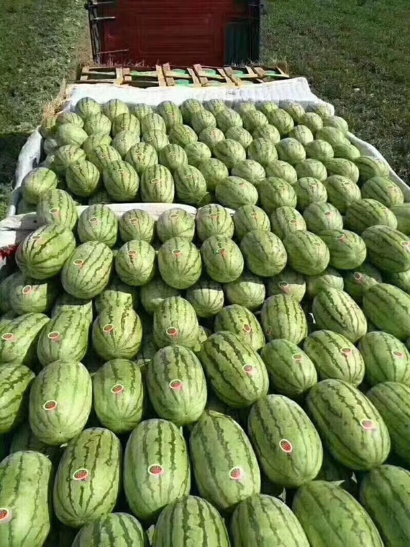 定边金花一号，精品西瓜产地直发，品相优质，量大从优