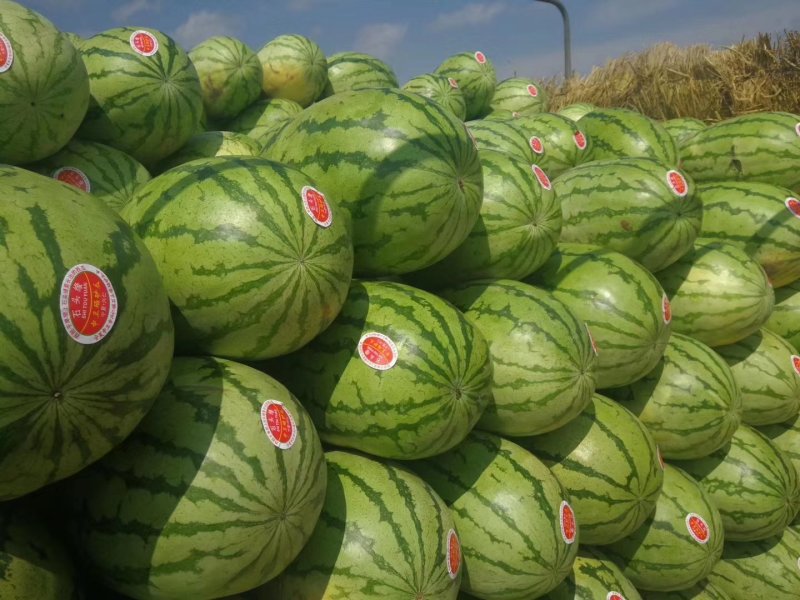 定边金花一号，精品西瓜产地直发，品相优质，量大从优