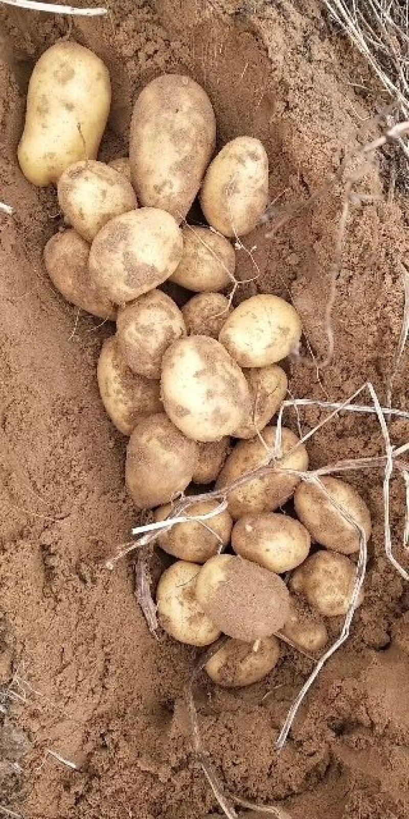 226土豆，物美价廉，保质保量，欢迎咨询