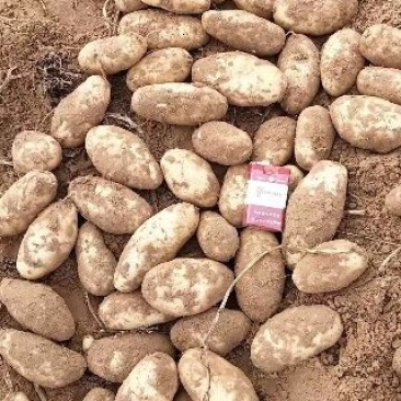 226土豆，物美价廉，保质保量，欢迎咨询
