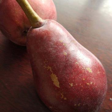 灵宝市红星梨货源足，品种纯，基地产，质量佳，迎果商。