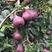 灵宝市红星梨货源足，品种纯，基地产，质量佳，迎果商。