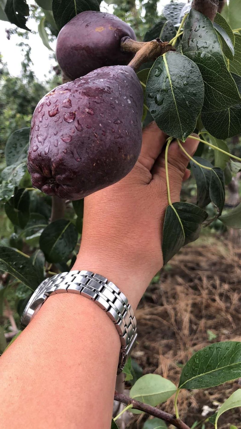 灵宝市红星梨货源足，品种纯，基地产，质量佳，迎果商。