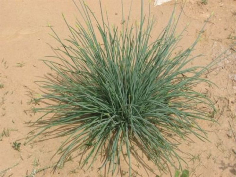 野沙葱