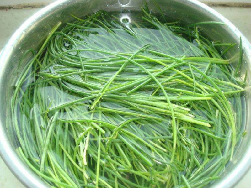 野沙葱