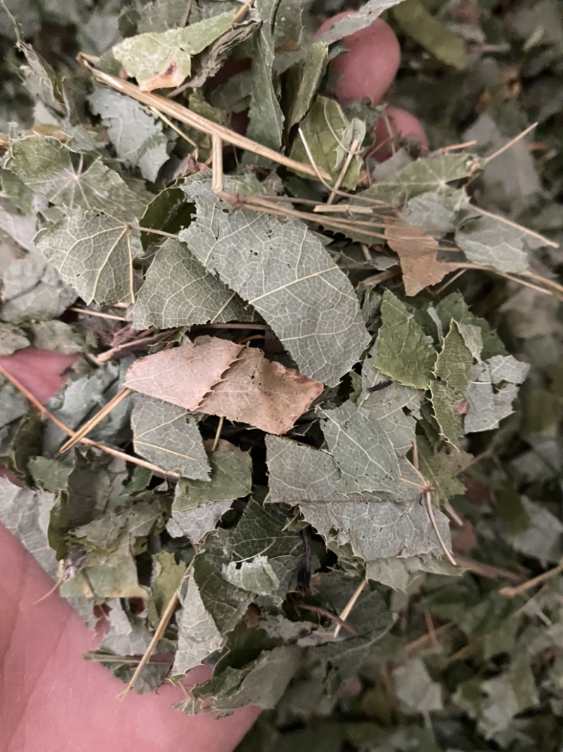 淫羊藿甘肃小片产地直销批发各种中药材