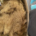 细辛辽细辛产地直销免费打粉批发各种中药材
