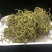 老挝化石草。去石草肾精茶新货批发