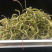 老挝化石草。去石草肾精茶新货批发