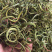 老挝化石草。去石草肾精茶新货批发
