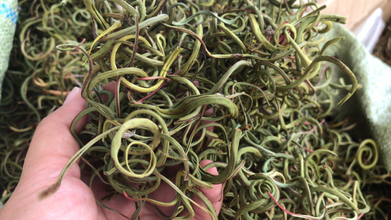 老挝化石草。去石草肾精茶新货批发