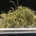 老挝化石草。去石草肾精茶新货批发