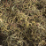 老挝化石草。去石草肾精茶新货批发
