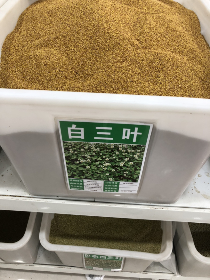 红三叶白三叶种子进口三叶草种子草坪种子新种子包邮