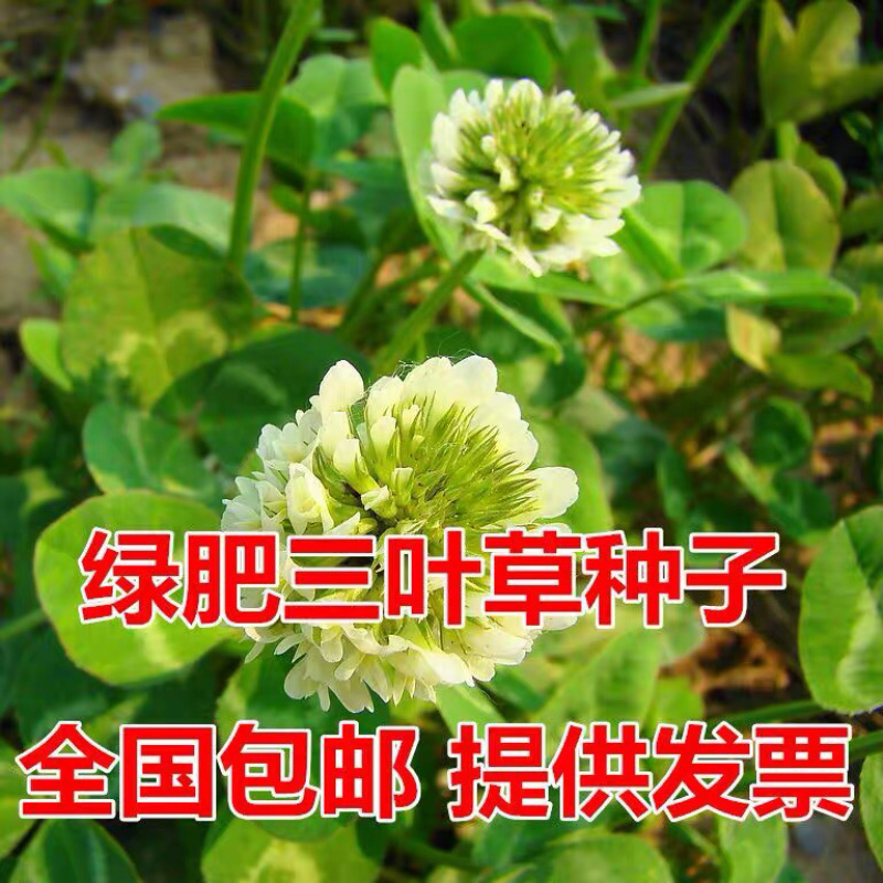 红三叶白三叶种子进口三叶草种子草坪种子新种子包邮