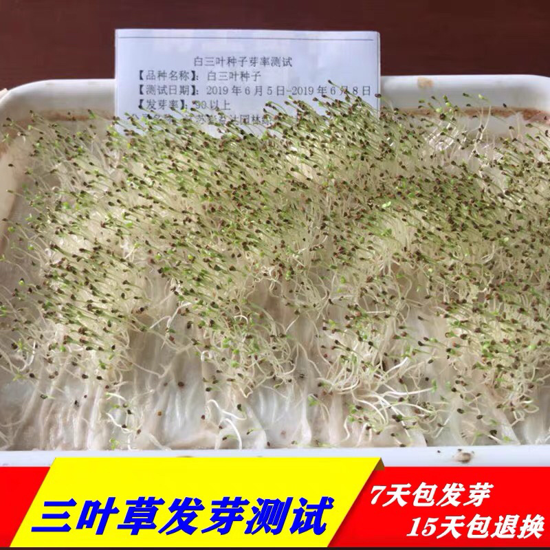 红三叶白三叶种子进口三叶草种子草坪种子新种子包邮