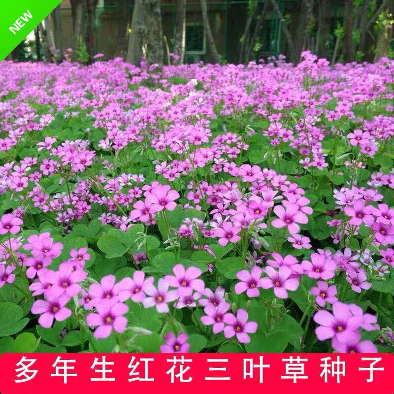 红三叶白三叶种子进口三叶草种子草坪种子新种子包邮