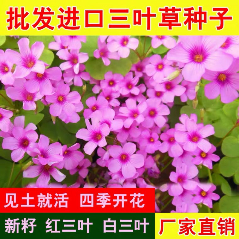 红三叶白三叶种子进口三叶草种子草坪种子新种子包邮