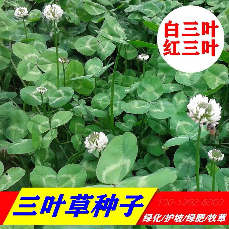 红三叶白三叶种子进口三叶草种子草坪种子新种子包邮