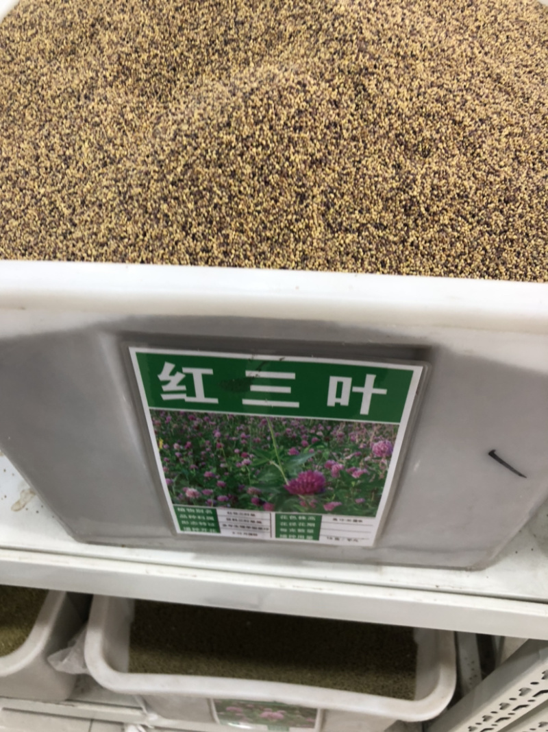 红三叶白三叶种子进口三叶草种子草坪种子新种子包邮
