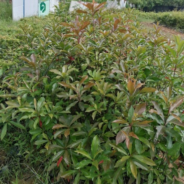 山杜英40-120公分高