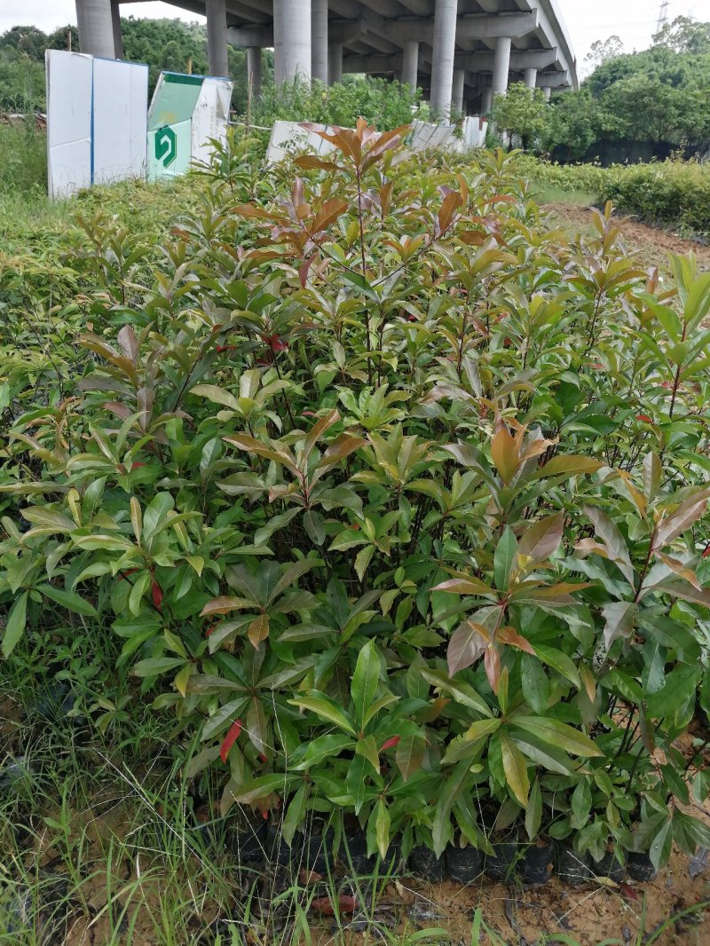 山杜英40-120公分高